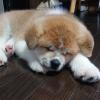 Puppies for sale Italy, Palermo Akita