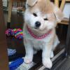 Puppies for sale Lithuania, Silale Akita