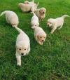Puppies for sale Belgium, Brussels Golden Retriever