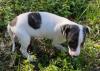 Puppies for sale Greece, Serres Uippet