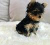 Puppies for sale France, Lille Yorkshire Terrier