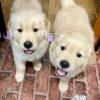 Puppies for sale France, Moulin Golden Retriever