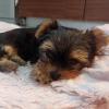 Puppies for sale Cyprus, Limassol Yorkshire Terrier