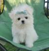 Puppies for sale Netherlands, Oldebroek Maltese