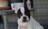 Puppies for sale Netherlands, Groningen Bull Terrier, French Bulldog