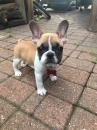 Puppies for sale Finland, Kotka French Bulldog, French Bulldog