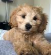 Puppies for sale Sweden, Sundsvall , COCKAPOO