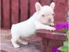 Puppies for sale Finland, Kuopio French Bulldog, French Bulldog