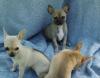 Puppies for sale Portugal, Lisbon Chihuahua