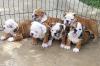 Puppies for sale Cyprus, Protaras English Bulldog