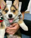 Puppies for sale Italy, Turin Other breed, corgi