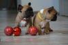 Puppies for sale Moldova, Tiraspol Bull Terrier, French Bulldog