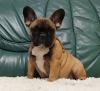 Puppies for sale Moldova, Chisinau Bull Terrier, French Bulldog