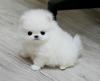 Puppies for sale Lithuania, Vilnius Pomeranian Spitz
