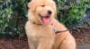 Puppies for sale Finland, Rovaniemi Golden Retriever