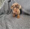 Puppies for sale Cyprus, Paphos Dachshund
