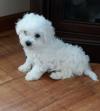 Puppies for sale Greece, Larissa Bichon