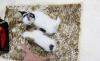 Puppies for sale Czech Republic, Prague Chihuahua