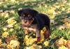 Puppies for sale Italy, Naples , rottweiler