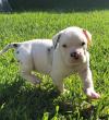 Puppies for sale Sweden, Stockholm Other breed, alapaa bulldog