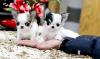 Puppies for sale Germany, Munich Chihuahua