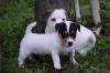 Puppies for sale Cyprus, Nicosia Jack Russell Terrier