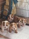 Puppies for sale Czech Republic, Brno English Bulldog