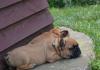 Puppies for sale Finland, Lapperanta French Bulldog, French Bulldog