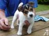 Puppies for sale Germany, Weimar Jack Russell Terrier
