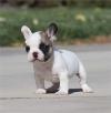 Puppies for sale Finland, Lapperanta French Bulldog, French Bulldog