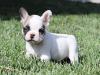 Puppies for sale Finland, Helsinki French Bulldog, French Bulldog