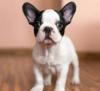 Puppies for sale Cyprus, Nicosia French Bulldog