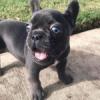 Puppies for sale Finland, Tampere French Bulldog, French Bulldog