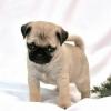 Puppies for sale Belgium, Brussels Pug