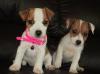 Puppies for sale Greece, Athens Jack Russell Terrier