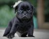 Puppies for sale Greece, Athens Pug