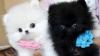 Puppies for sale Denmark, Kopenagen Pomeranian Spitz
