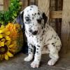 Puppies for sale Netherlands, Maastricht Dalmatian