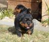Puppies for sale Greece, Athens Rottweiler