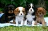 Puppies for sale Germany, Wiesbaden King Charles Spaniel