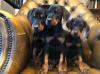 Puppies for sale Czech Republic, Brno Doberman