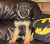 Puppies for sale United Kingdom, Aberdeen German Shepherd Dog