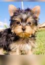 Puppies for sale United Kingdom, Belfast Yorkshire Terrier