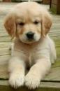 Puppies for sale Italy, Palermo , cuccioli di golden retriever