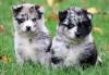 Puppies for sale France, Paris , pomsky