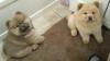 Puppies for sale Italy, Florence Chow Chow, cucciolo