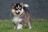 Puppies for sale Cyprus, Larnaca , pomsky