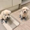 Puppies for sale Italy, Monza Labrador Retriever