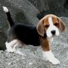 Puppies for sale Germany, Cologne Beagle