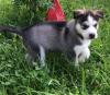 Puppies for sale United Kingdom, St. Helens , Siberian  husky